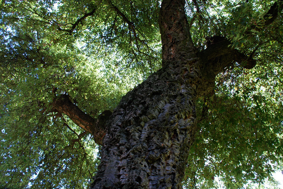 Orto Botanico_006.JPG - SUGHERA - Quercia da sughero